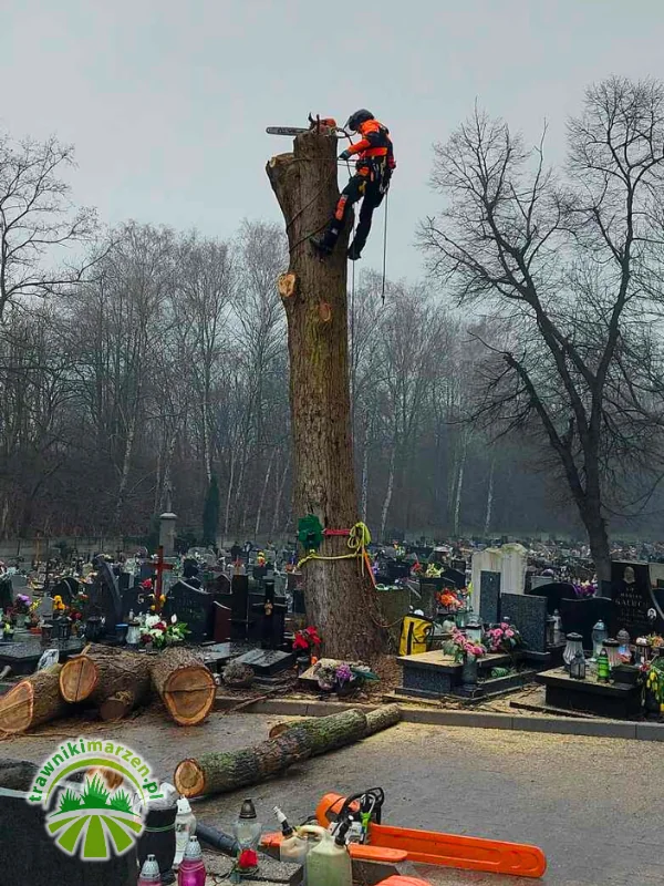 alpinistyczna wycinka drzew Pyskowice