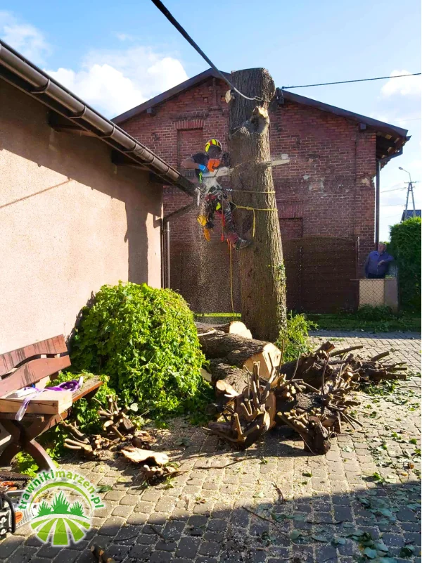 alpinistyczna wycinka drzew Poręba